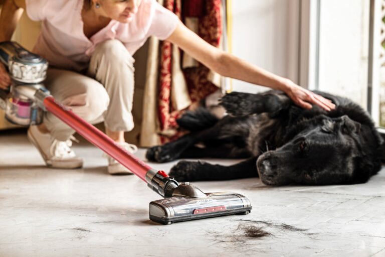 Wiosenne linienie psów – jak usunąć sierść z dywanu, tapicerki lub fotela?